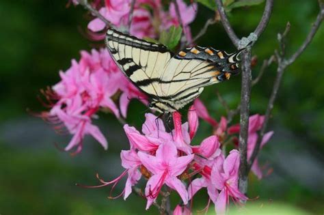 Pin By Elizabeth Najera On Earth The Universe Morpho Butterfly