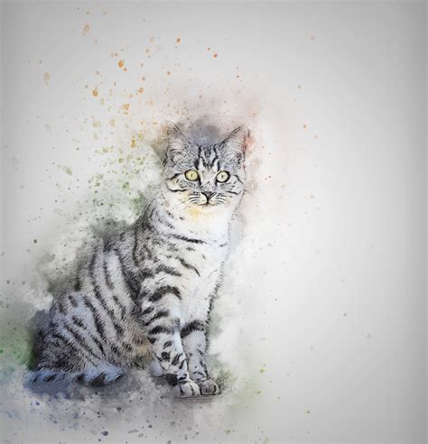 Free Images Abstract White Vintage Pet Artistic Whiskers Art