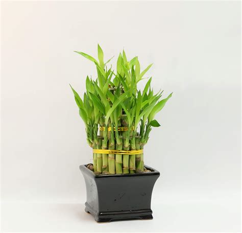 Artificial Lucky Bamboo Plants Decor For You