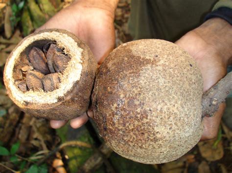 Notes From The Ethnoground Rainforest Crunch Origins Of The Brazil