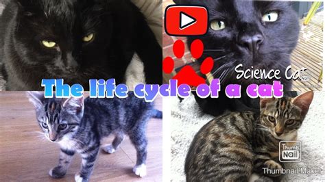The Life Cycle Of A Cat Youtube