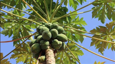 Care Of Papaya Plant How To Grow And Care Papaya Plant पपीते की पौधे की देखभाल Fun