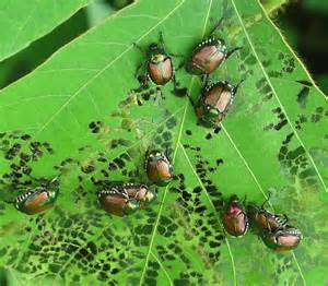 Japanese Beetles And Damage Popillia Japonica Bugguidenet