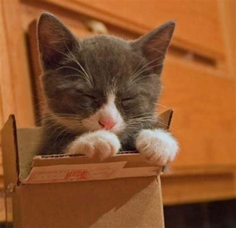 15 Cute Cats In Boxes Amazing Creatures