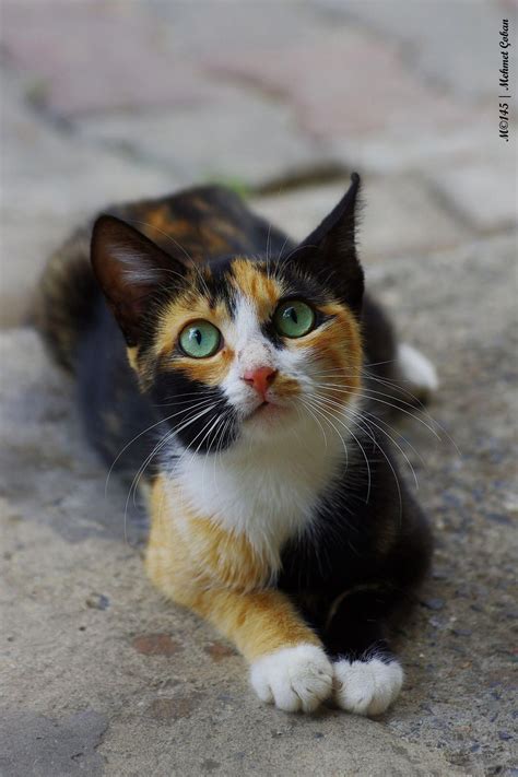 Calico ~ They Have The Three Colors Of The Goddess And All Calicos Are