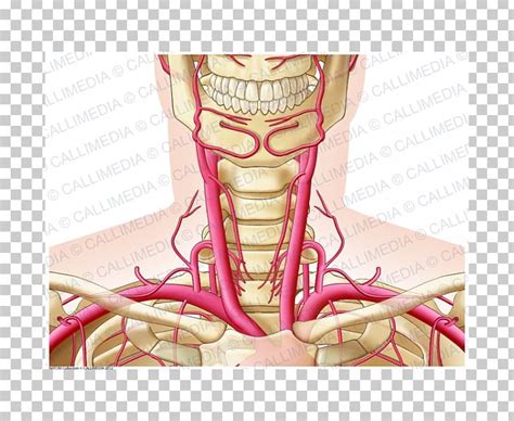 Neck anatomy, anatomy for sculptors. Neck Artery Anatomy - Anatomy Diagram Book