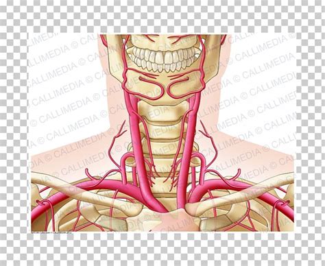 Clinically, surface anatomy is used to split the neck into anterior and posterior triangles which provide clues as to the location of specific structures. Neck Artery Anatomy - Anatomy Diagram Book
