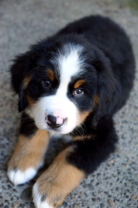 39 Cute Puppy Bernese Mountain Dog Picture Bleumoonproductions