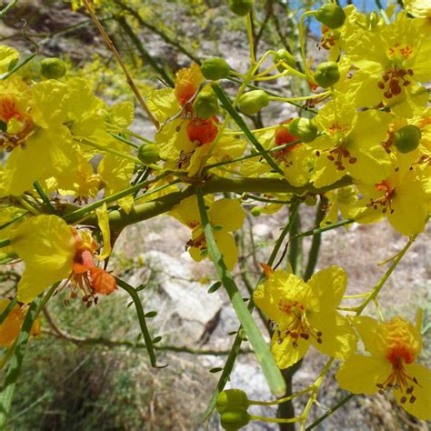 Parkinsonia Aculeata 100 Seeds Mexican Palo Verde Shrub Tree