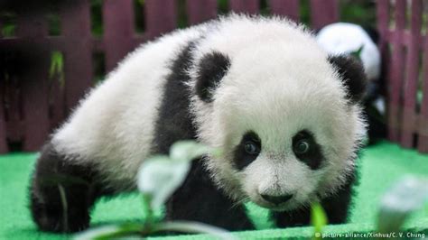 Second Fluffy Baby Panda Makes Debut At Zoo Negara And We Cant Handle