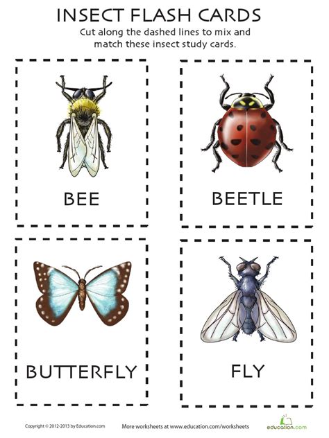 Free Printable Insects Flashcards Printable Click On The Image To View
