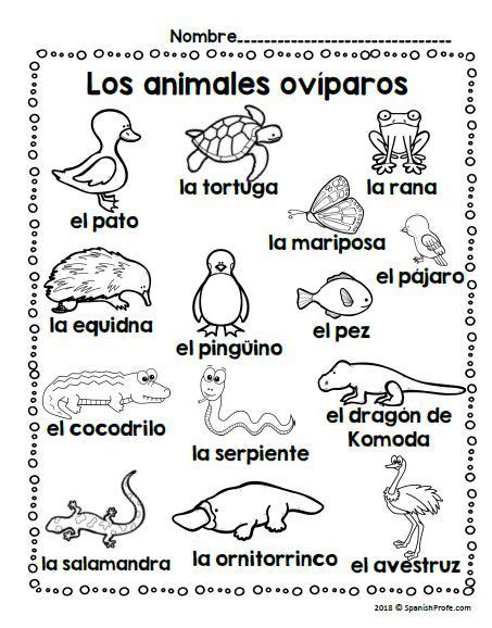 Los Animales Oviparos Oviparous Animals In Spanish Spanish Profe