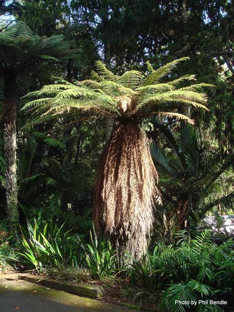 The Ultimate New Zealand Tree Fern Guide New Zealand Nature Guy