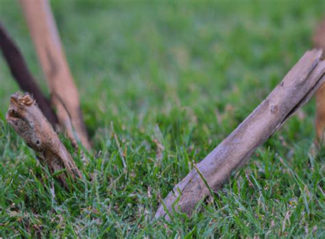 Tool To Pick Up Sticks In Yard