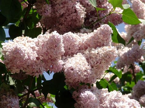 Grow Lilac Bushes This Spring With These Lilac Care Tips