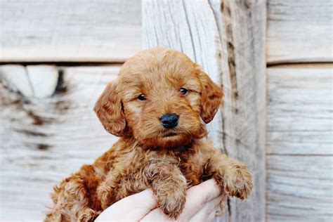 5 Week Old Red Mini Goldendoodle Teddy From Copper Canyon Doodles