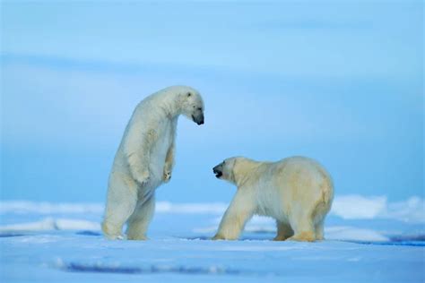 Two Polar Bears Fighting Stock Image Everypixel