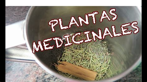 plantas medicinales para la tos y el catarro plantă blog