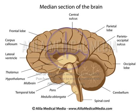 Alila Medical Media Human Brain Anatomy Labeled Medical Illustration