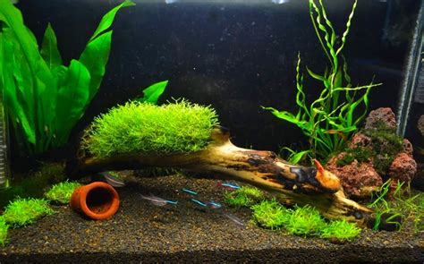 Pencahayaan adalah bagian penting dari aquascape. Cara Membuat Karpet Moss Aquascape yang Baik untuk Pemula ...