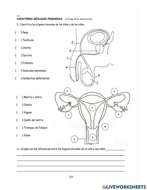 Aparato Reproductor Femenino Y Masculino Online Worksheet Live Worksheets