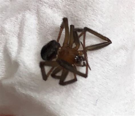 Dead Spider Found On Floor Brown Recluse Spiders