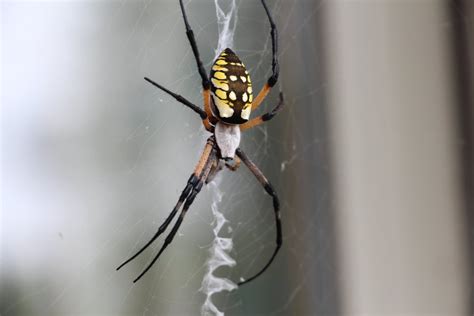 Banana Spider Hanging Outside The Window Smithsonian Photo Contest