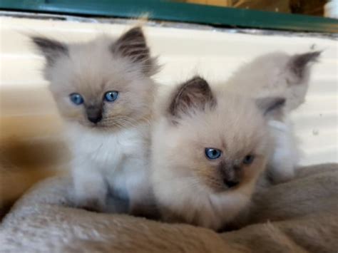 Purebred Ragdoll Kittens Ready For Their New Home