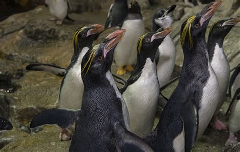 Central Park Zoo Introduces Macaroni Penguins To Polar Circle Exhibit
