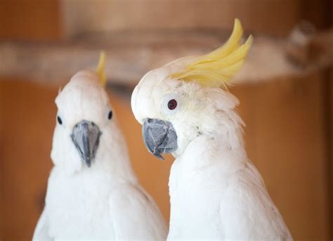 Read 2 reviews, view ratings, photos and more. All About Cockatoos - Pet Care Plus