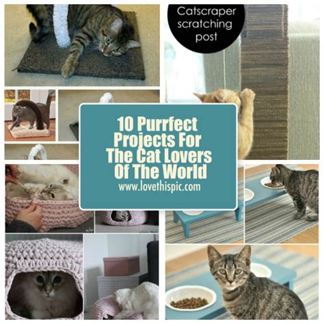 10 Purrfect Projects For The Cat Lovers Of The World