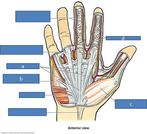 Print Anatomy Block Iii Wrist And Hand Flashcards Easy Notecards