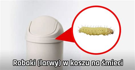 Robaki w koszu na śmieci larwy w kuchni jak usunąć i zapobiegać