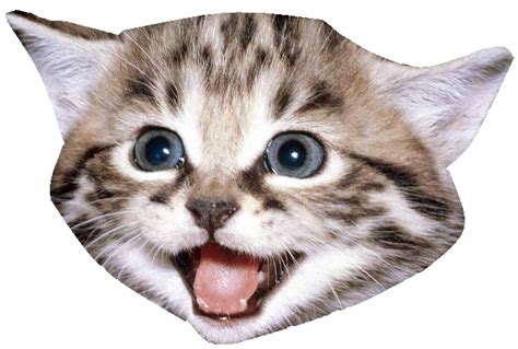 Kitten Cat Kitten Png Download 653440 Free Transparent Kitten