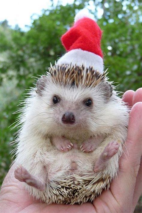 30 Beautiful Animals Celebrate Christmas With You The Design