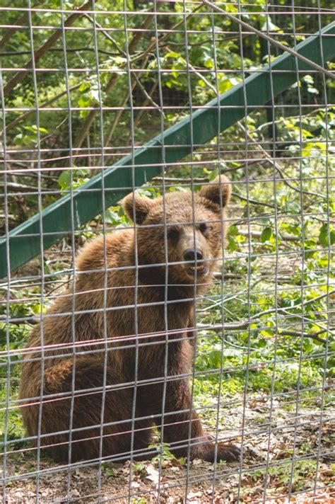 Day Trip To The Libearty Bear Sanctuary Zarnesti From Brasov