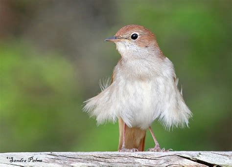 Nightingales Bird Photos By Sandra Palme