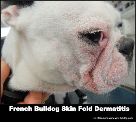 Skin Coat In Bulldogs And French Bulldogs Dermatitis