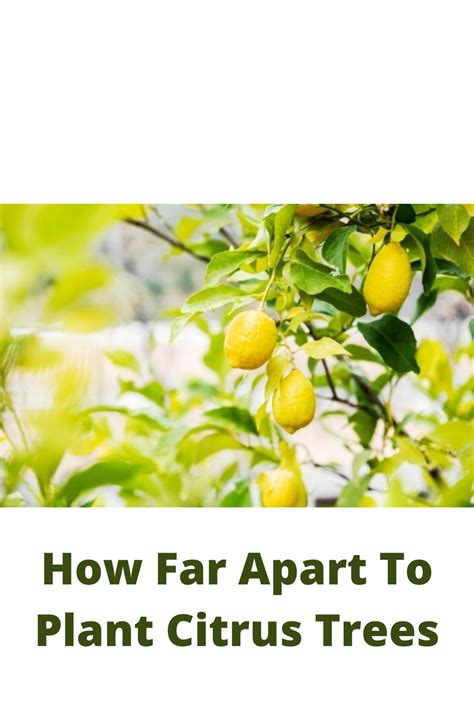 How Far Apart To Plant Citrus Trees In 2021 Citrus Trees Trees To