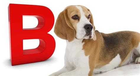 Dog Breeds That Start With B Find Out More About Every B Breed