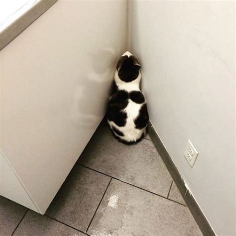 16 Ridiculous Cats Who Are Convinced Theyve Found The Perfect Hiding Place