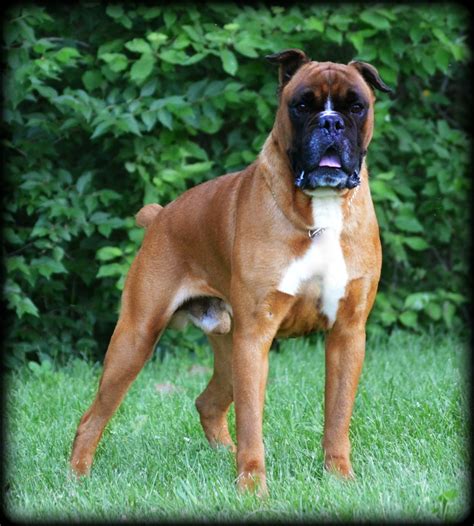 Havenwoods Boxers Top Quality Akc German And American