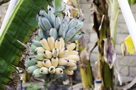 Blue Java Bananas That Apparently Taste Like Vanilla Ice Cream Exist In Southeast Asia