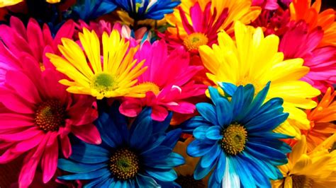 Asombrosa Prueba Elige Una Flor Y Descubre Qué Dice Sobre Tu Persona