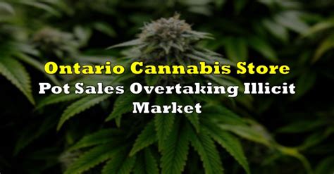 Ontario Cannabis Store Pot Sales Overtaking Illicit Market The Deep Dive