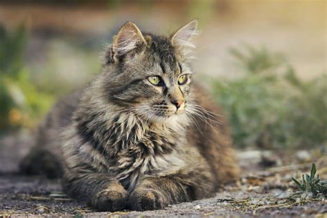 Whether you are looking for something traditional or totally out there, we have some great ideas for you. Unique Cat Names: Uncommon Cat Names for Your Quirky ...