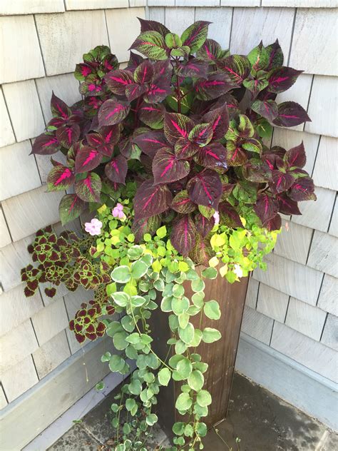 A Simple Mix Of Coleus Impatience And Vinca Make A Stunning Shade