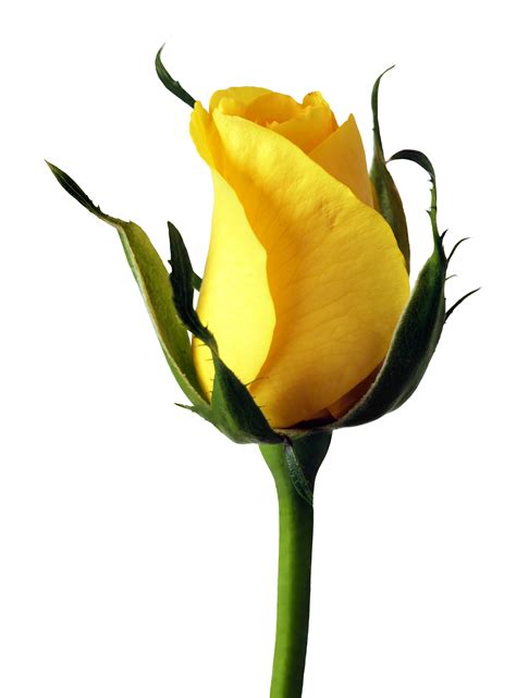 Yellow Rose Png Image Purepng Free Transparent Cc0 Png Image Library