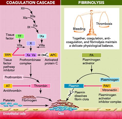 The Interaction Between Pathogens And The Host Coagulation System