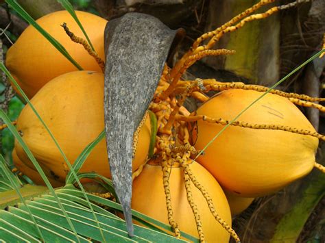 Discover Srilanka Sri Lanka King Coconut